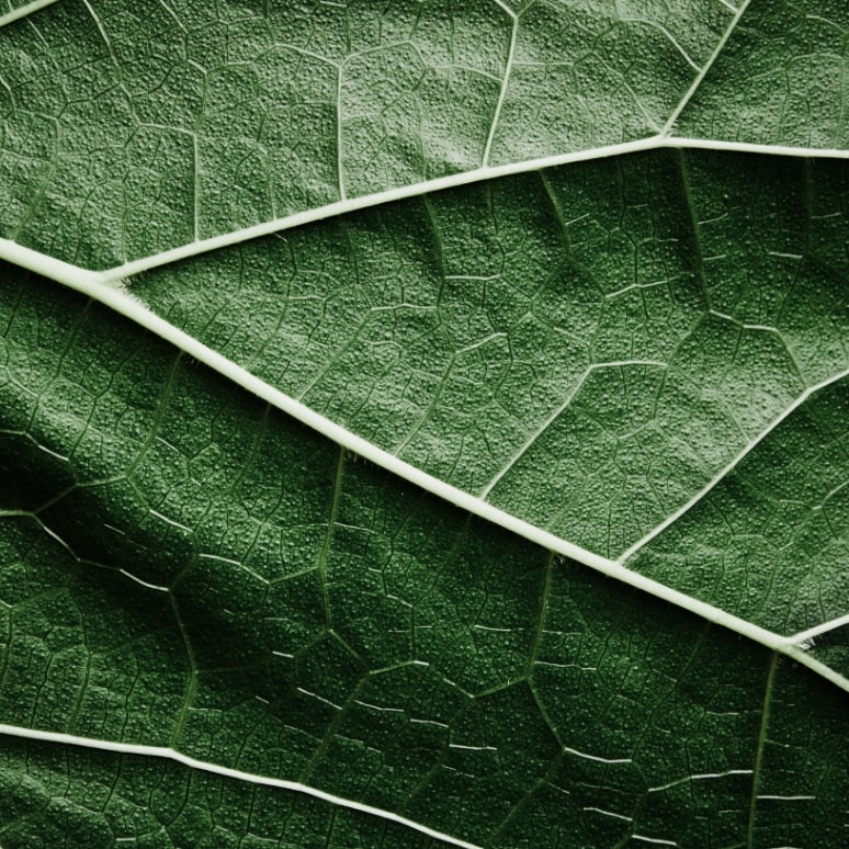 The image is a close up of a plant leaf. 